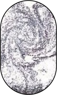 Гель-фарба срібло LOYA з липким шаром 5 мл, 16403, В наявності, 15, Срібний